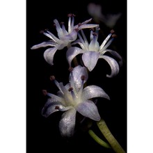 prospero corsicum (boullu) j.-m. tison