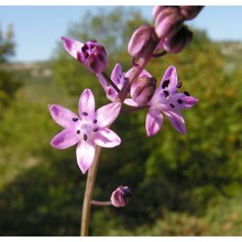 prospero elisae speta