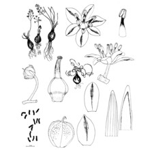 prospero hierae c. brullo, brullo, giusso, pavone et salmeri