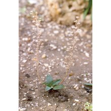 prospero obtusifolium (poir.) speta subsp. intermedium (guss.) soldano et f. conti