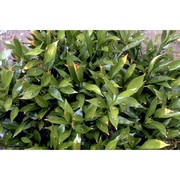 ruscus hypoglossum l.