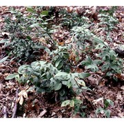 ruscus hypoglossum l.