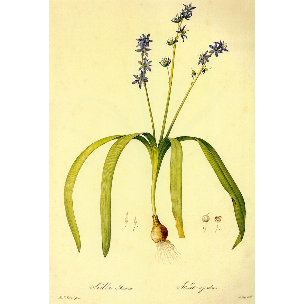 scilla amoena l.