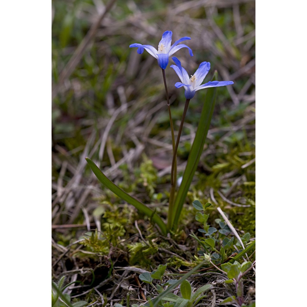 scilla luciliae (boiss.) speta