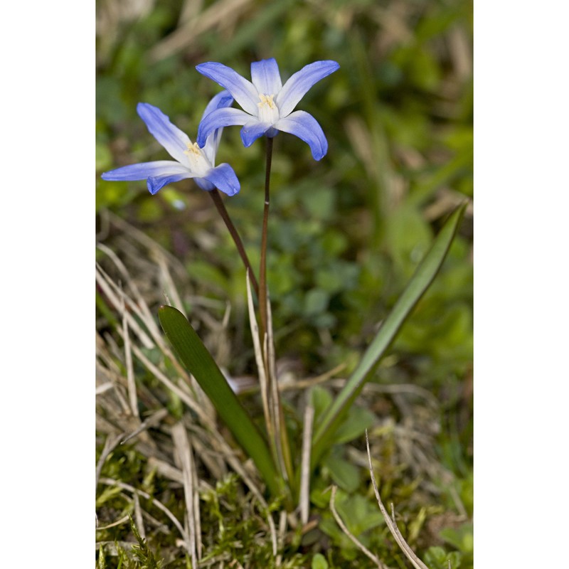 scilla luciliae (boiss.) speta