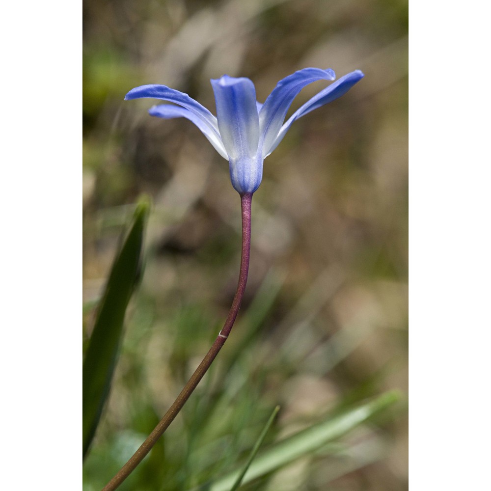 scilla luciliae (boiss.) speta