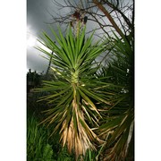 yucca aloifolia l.