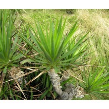 yucca filamentosa l.