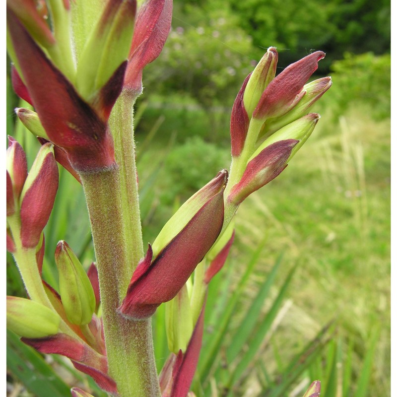 yucca filamentosa l.