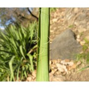 yucca filamentosa l.