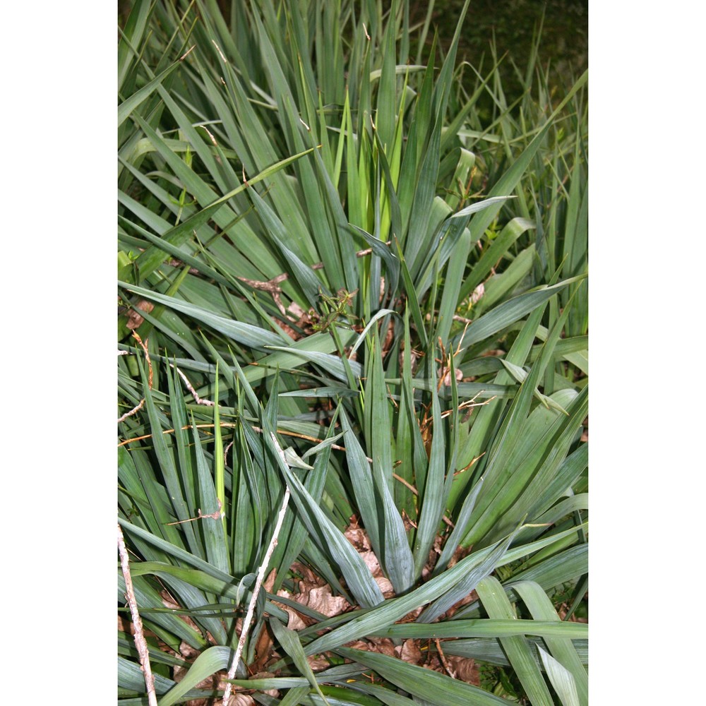 yucca gloriosa l.