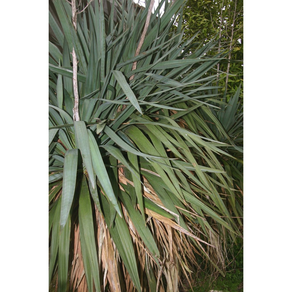 yucca gloriosa l.