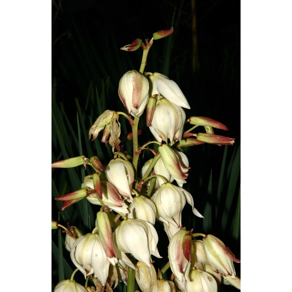 yucca gloriosa l.