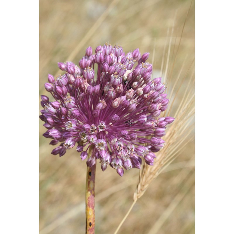 allium atroviolaceum boiss.