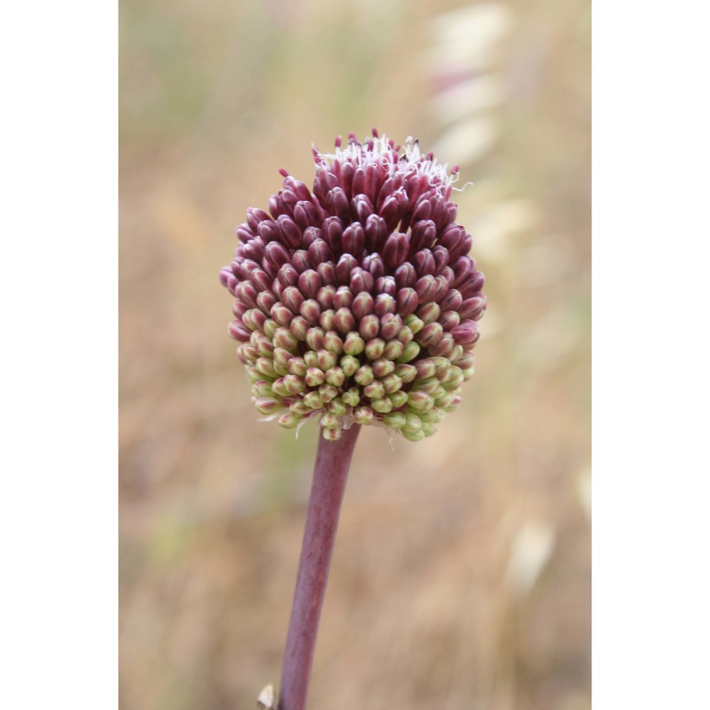 allium atroviolaceum boiss.