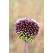 allium atroviolaceum boiss.