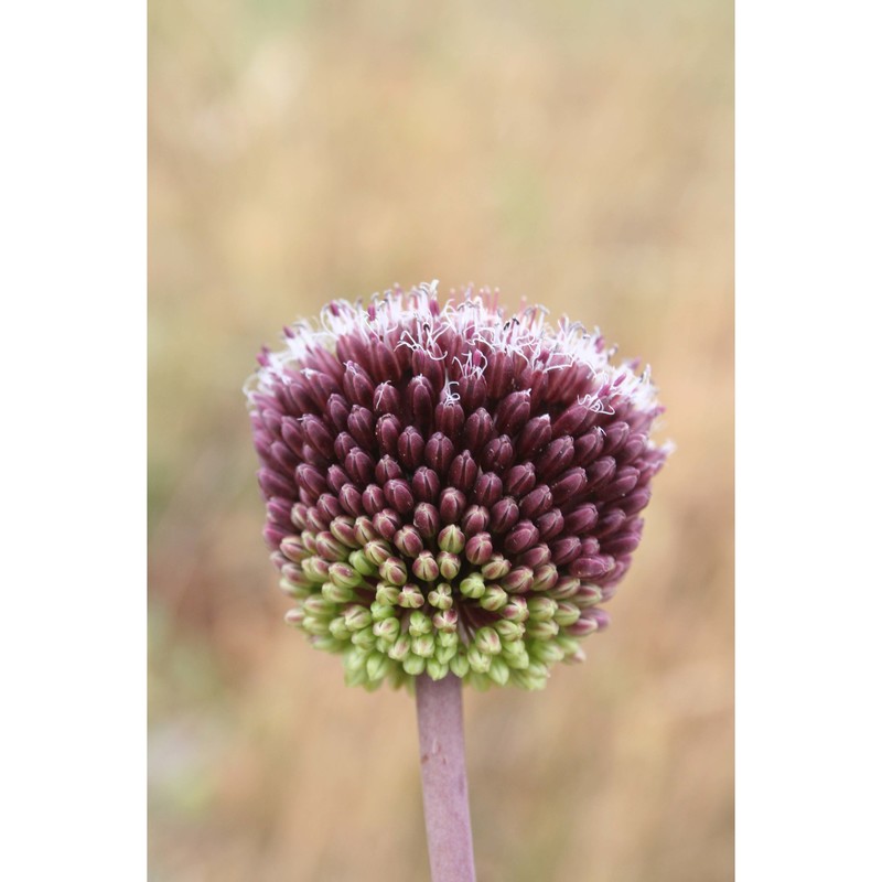 allium atroviolaceum boiss.