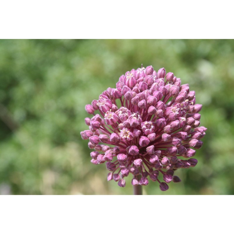 allium atroviolaceum boiss.