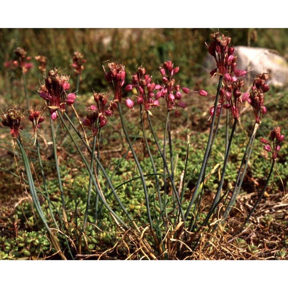 allium carinatum l.