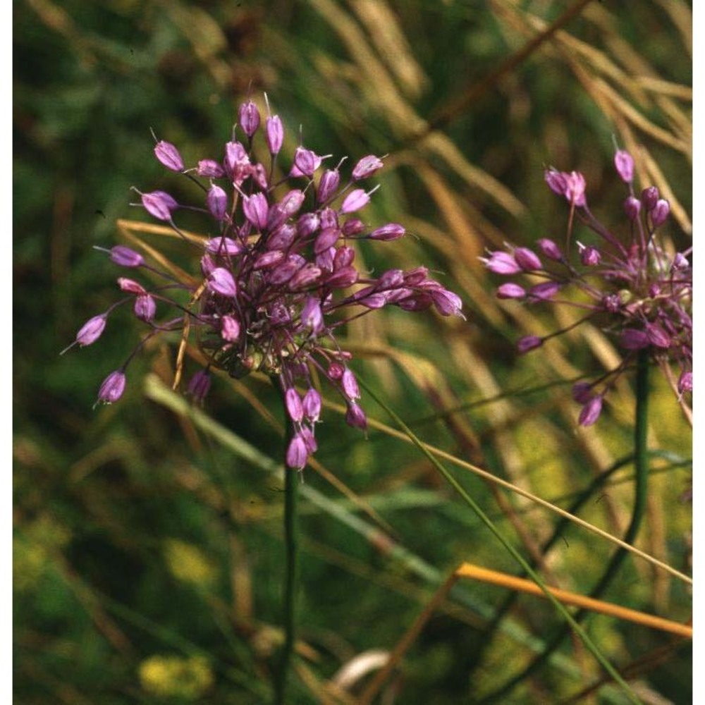 allium carinatum l.