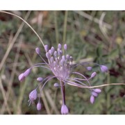 allium carinatum l.