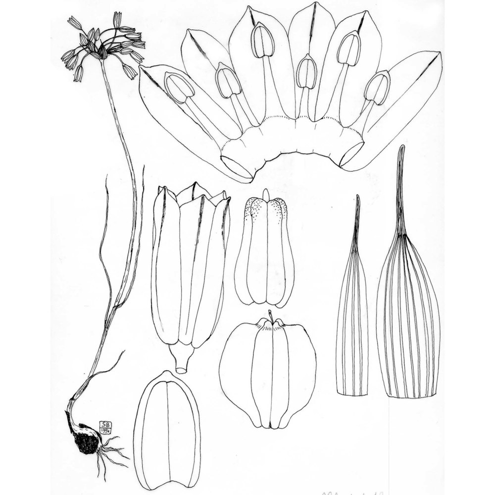 allium castellanense (garbari, miceli et raimondo) brullo, guglielmo, pavone et salmeri