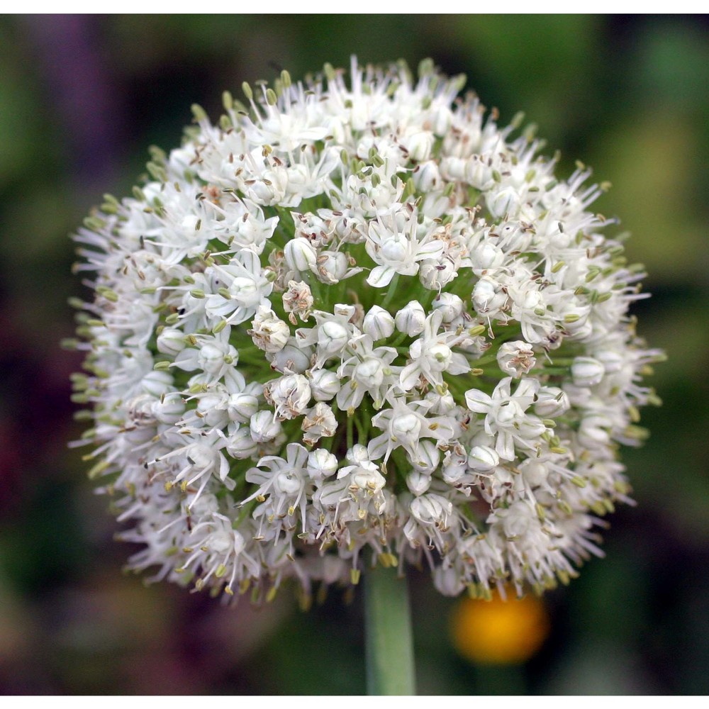 allium cepa l.