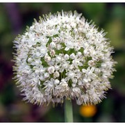 allium cepa l.