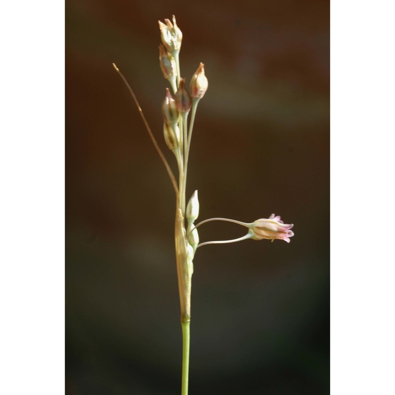 allium cupanii raf.