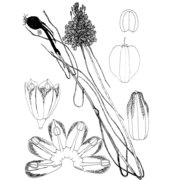 allium dentiferum webb et berthel.