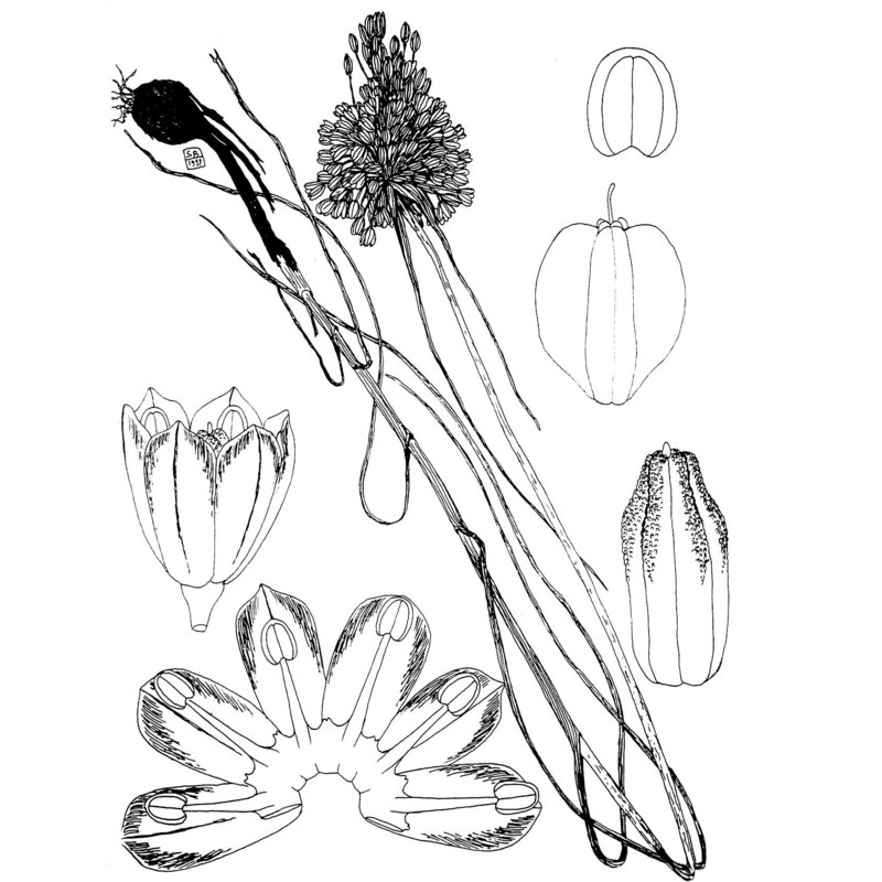 allium dentiferum webb et berthel.