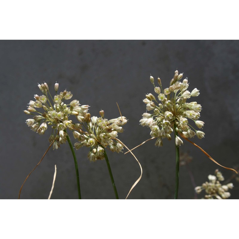 allium dentiferum webb et berthel.