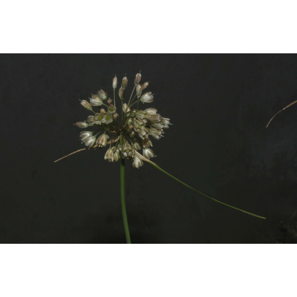 allium dentiferum webb et berthel.