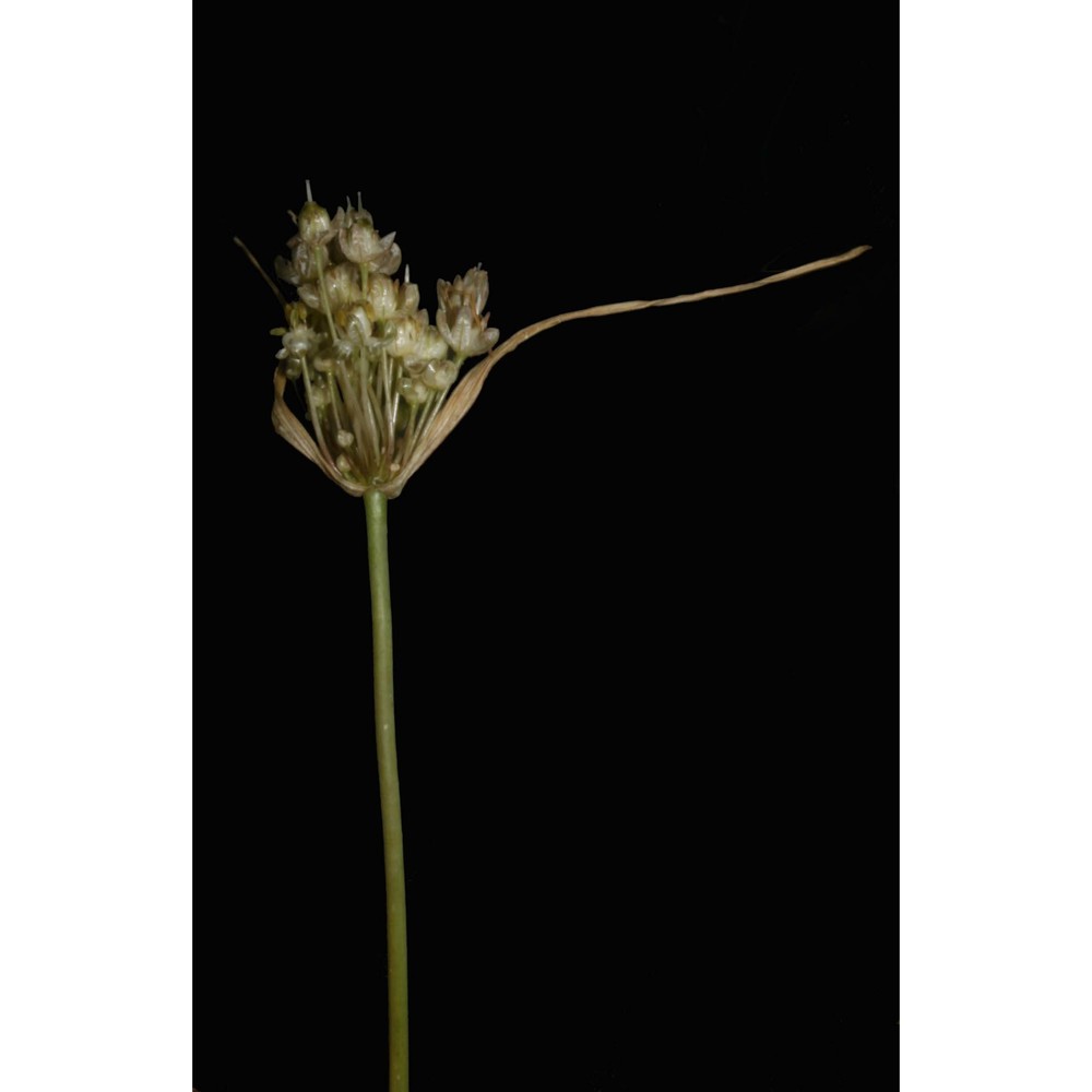 allium dentiferum webb et berthel.