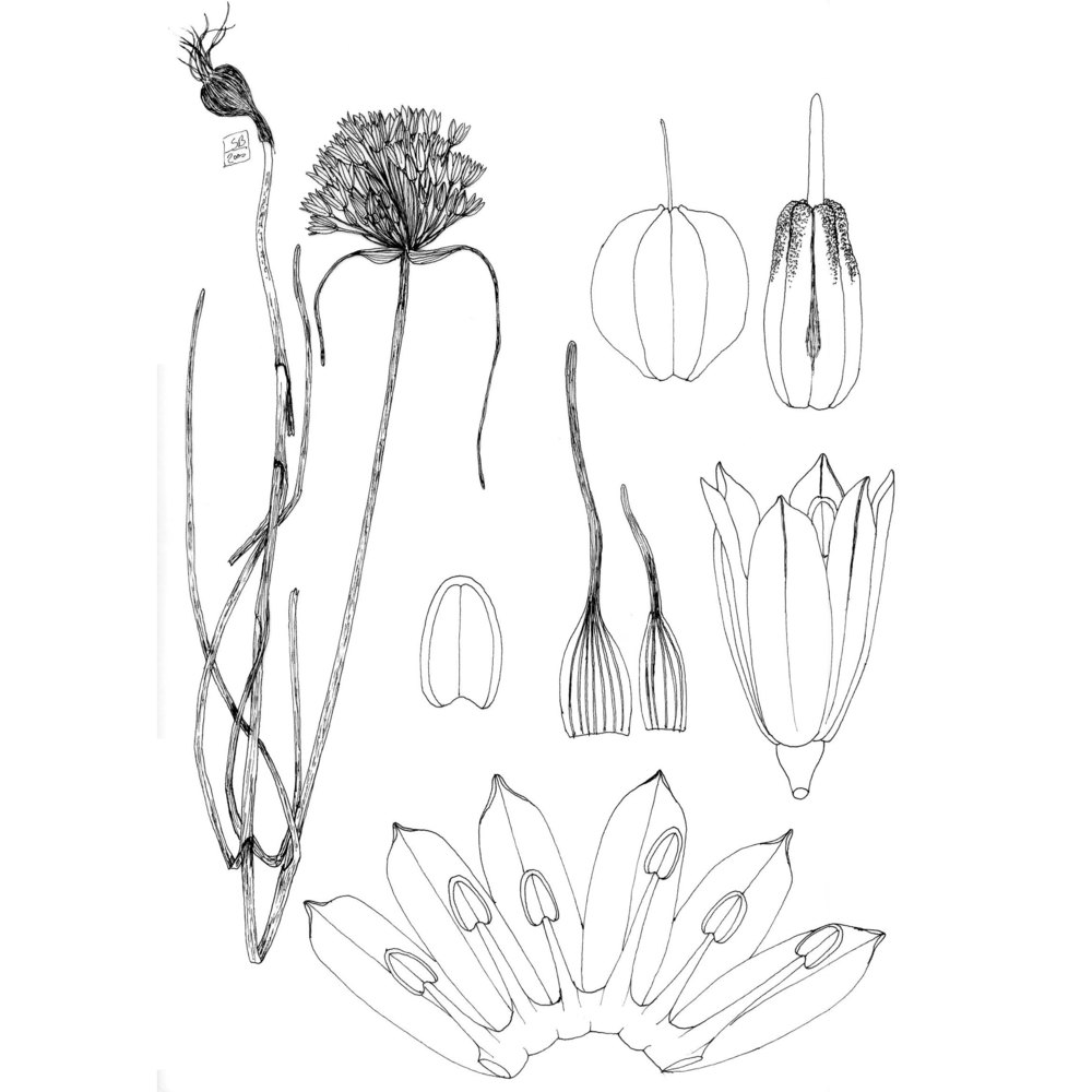 allium diomedeum brullo, guglielmo, pavone et salmeri