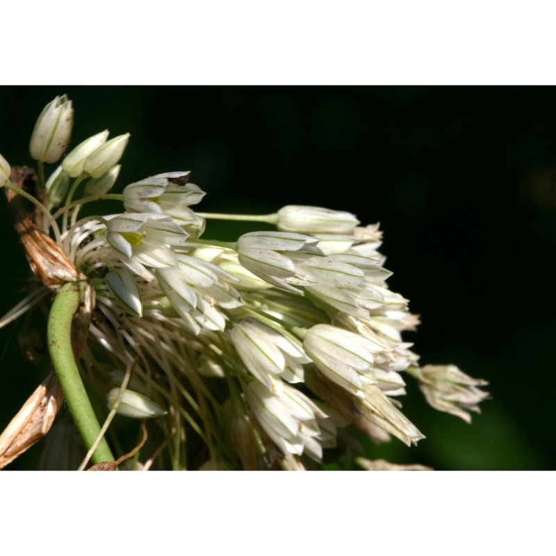 allium diomedeum brullo, guglielmo, pavone et salmeri