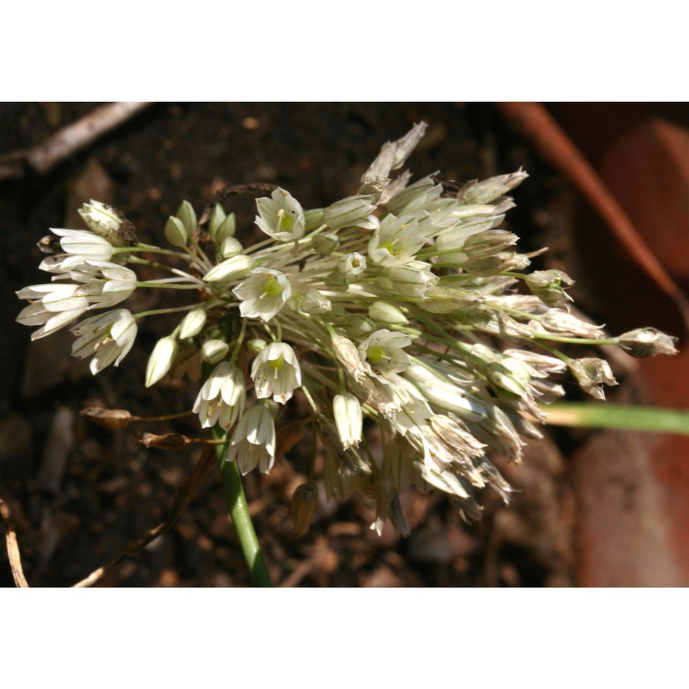 allium diomedeum brullo, guglielmo, pavone et salmeri