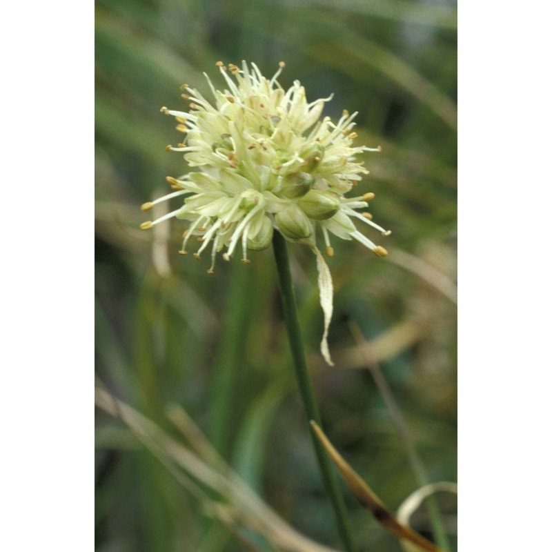 allium ericetorum thore