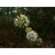 allium ericetorum thore