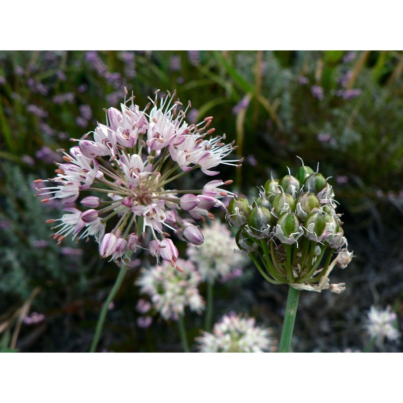 allium ericetorum thore