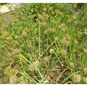 allium fistulosum l.