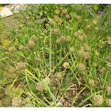 allium fistulosum l.