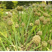 allium fistulosum l.