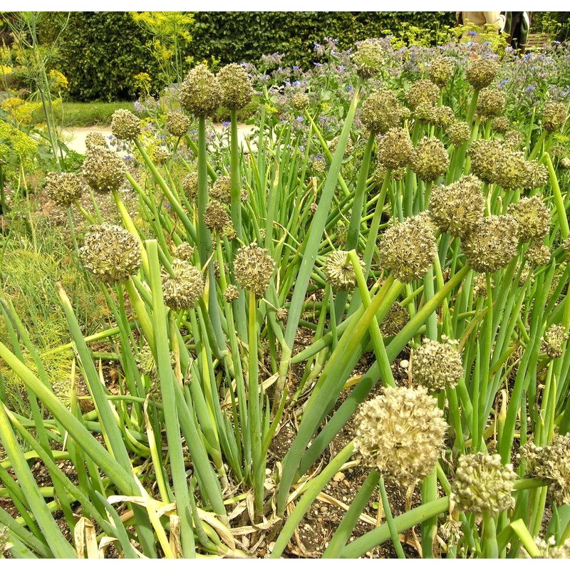 allium fistulosum l.