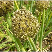 allium fistulosum l.