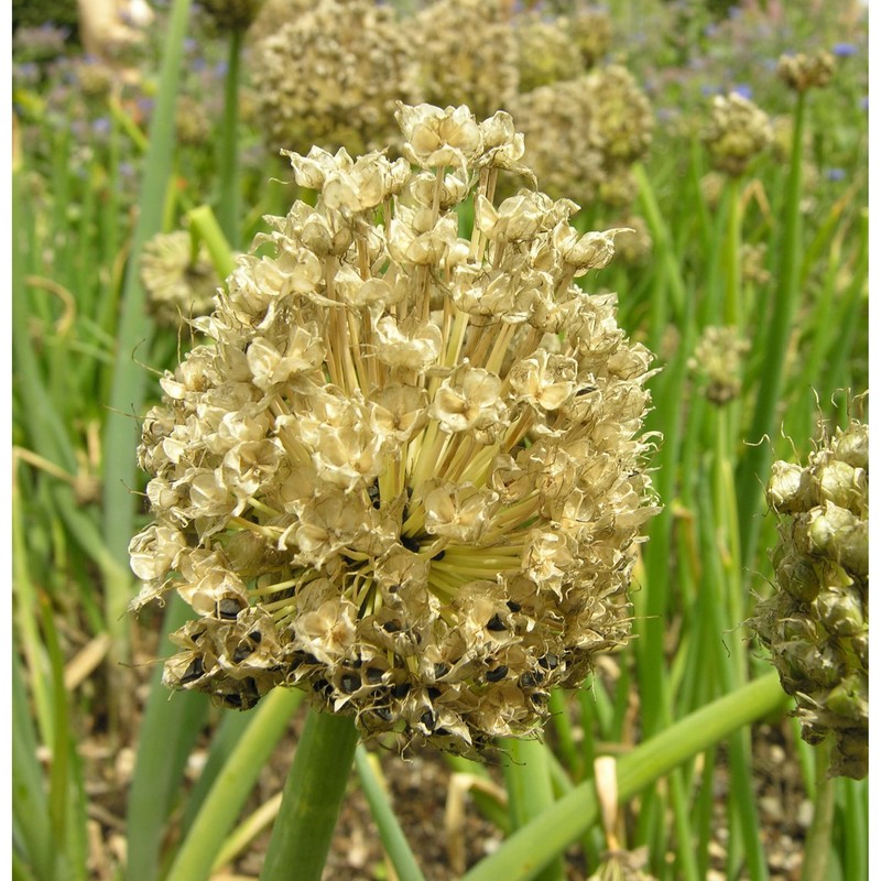 allium fistulosum l.