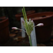 allium garbarii peruzzi