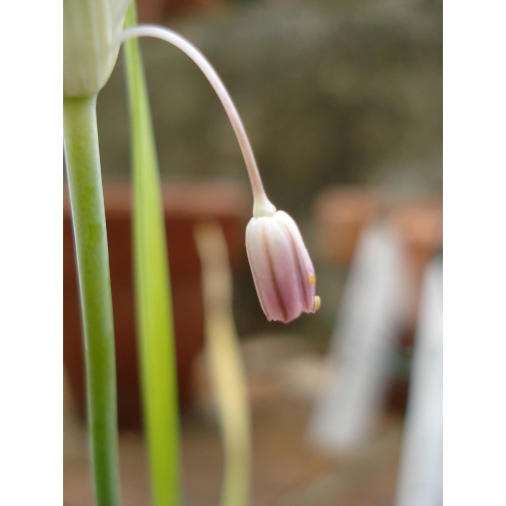 allium garbarii peruzzi