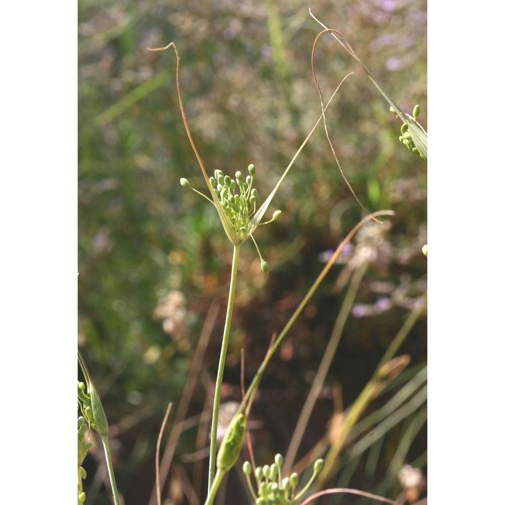 allium garganicum brullo, pavone, salmeri et terrasi