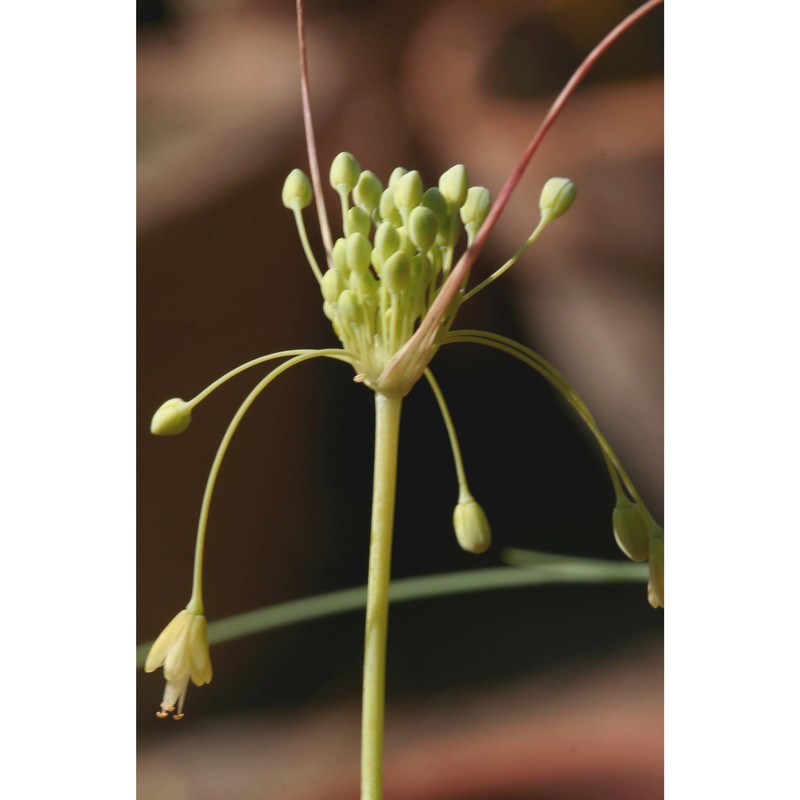 allium garganicum brullo, pavone, salmeri et terrasi